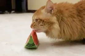 小橘猫有多能吃，能吃的都吃，连西瓜都吃得不亦乐乎