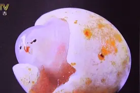 被称作小鸡出壳的奇石拍出天价，在奇石界创下纪录丨家在内蒙古视频封面