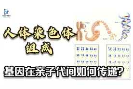 了解人的染色体，与基因有何关系？基因在亲子代间如何传递？视频封面