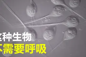 海底发现奇怪生物，竟然不需要呼吸就能生存，会是外星生物吗？视频封面
