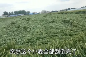 5月16号河南周口五级大风，一夜之间把小麦全部刮倒，农民真难视频封面