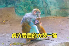虎六长牙了吃奶咬疼猴妈，被猴妈狠狠地教育一顿，虎六吓坏了视频封面