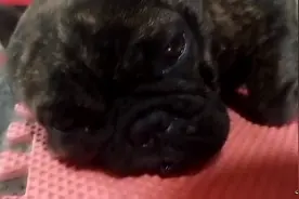 我家宠物狗狗睡觉时呼噜声很大，还会放臭屁，你家的也这样吗