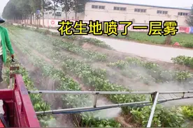 老张早上4点多去地里打除草剂，比花生起的都早