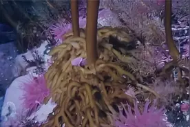 中文字幕《植物的私生活》E06 生存视频封面