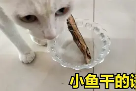 小猫第一次吃小鱼干居然不爱吃，扭头去吃猫粮了！视频封面