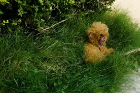 小狗喜欢在草里打滚，一般有三个原因，狗主人要留意！