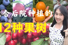 12种适合在后院种植的果树，这种水果，不用买树苗，用果核就能种视频封面