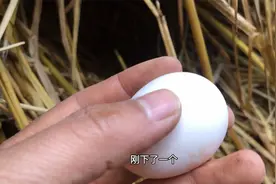 为什么鸡下蛋的时候喜欢大声叫呢？土鸡蛋真被我找到了！