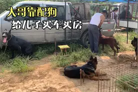 狗市的暴利行业，大哥靠配狗给儿子买车买房，娶儿媳，不容易啊视频封面