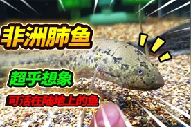 进化出4条须腿的非洲肺鱼，可以生活在陆地几年不死，准备玩具墙视频封面