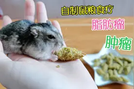 用人参果制作鼠粮，预防老年仓鼠得肿瘤和脂肪瘤疾病，效果不错视频封面
