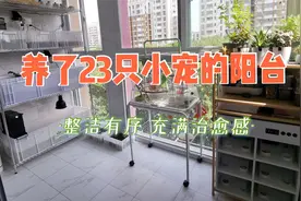 不足4平方米的阳台，我养了23只小宠！多宠家庭也可以整洁有序！视频封面