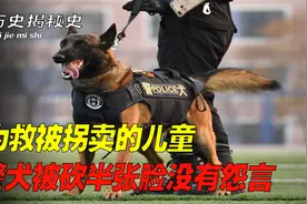 一只警犬在执行任务时，意外被人贩子割掉半张脸，警犬有多厉害？视频封面