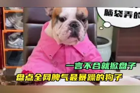 盘点暴躁狗子的吃饭搞笑名场面，狗狗的心思都写在脸上了，笑完了视频封面
