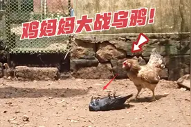 鸡妈妈为护幼崽大战乌鸦，一路穷追猛打狠啄，镜头记录精彩过程！视频封面