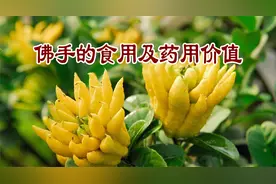 老中医养生谈：佛手的食用及药用价值视频封面