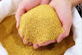 秋天要多喝小米粥，厨娘教你一招，小米一熬就出油#美味小生活#