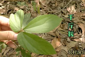 “千斤拔”又称“山黄豆”，它有什么用途？你知道吗？视频封面