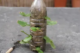 扦插蟹爪兰用一个“瓶子”，10天长根冒芽视频封面