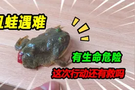 网购小丑蛙内脏破裂外露，仔细一看会有生命危险，这波操作能救吗