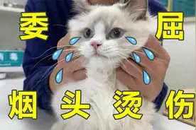 吸烟有害健康，还会伤猫，喵：抽就抽烟，烫我干嘛视频封面