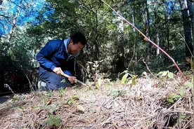 冬子贪吃又贪心，为了吃到高端食材自己进山挖黑松露视频封面