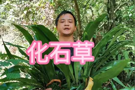贵州深山里的化石草你认识吗？睛睛拔下后才发现，种子都在叶子上视频封面