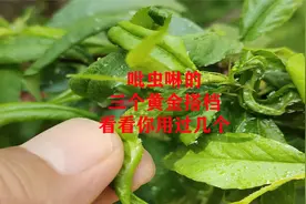 吡虫啉这三个黄金搭档，能解决所以害虫防治难题，看看你用过几个视频封面