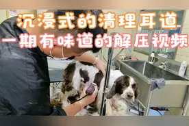 被弃养的史宾格，做一次沉浸式清理耳道，一期解压有味道的视频