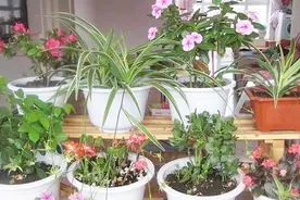 不管是多难养的花，花盆里倒一碗，几天根壮叶绿长势旺，方法真棒视频封面