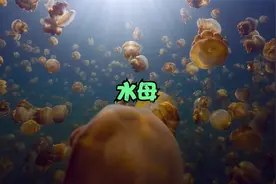水母的存在竟然比恐龙的出现还要早，而且它们没有大脑却需要睡觉视频封面
