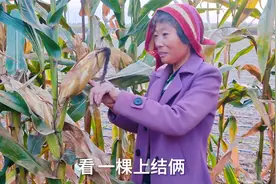 农忙秋收日记，掰玉米的一天，记录真实的农村生活，白天到黑夜！视频封面