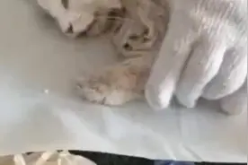 老人病逝后猫咪两天不吃不喝身亡：陪伴主人20年 相当于人类百岁视频封面