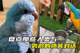 盘点那些人类与鹦鹉的搞笑对话，小孩：我会飞，鹦鹉：你放屁视频封面