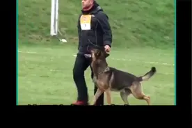 德国冠军犬比赛 展现 惊人抗压性和服从性