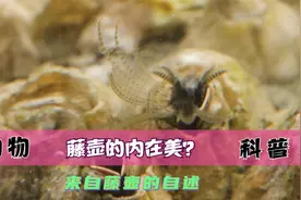 雌雄同体的藤壶如何进行繁殖视频封面