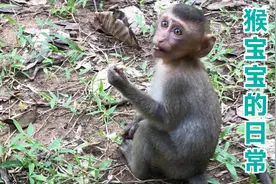小猴子一天都做什么？一刻不停各种调皮，但始终不会远离猴妈妈