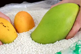 芒果催熟，不用放纸箱，不用包报纸，教你土方法，放一晚上就能吃