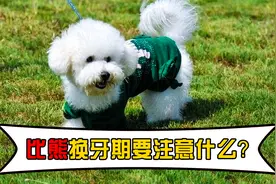 比熊换牙期要注意什么？这几件事情，主人们要知道视频封面