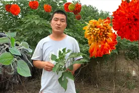 农村大哥带你了解构树功效，提高料肉比的同时，还能降低料肉比视频封面