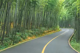 君子化身的“竹”怎么拍？摄影师常用方法，教你拍出竹子的“傲”视频封面