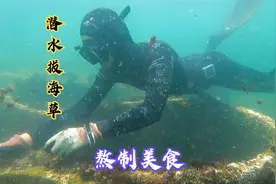 阿锋海底寻找海石花，晾晒十几天精心熬炖，一两海草出一锅美味视频封面