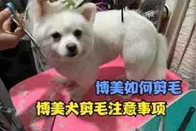 教大家如何给博美剪毛美容，以及注意事项，剪出来美美哒视频封面