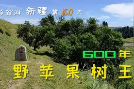 600年世界野苹果树王，这果子吃一个是不是就成仙了？视频封面