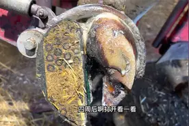 牛蹄溃烂抠开后蹄尖漏出烂肉简单处理，四周后再打开让人没想到！