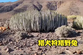 国外野兔泛滥，猎人带上猎犬上山捕捉，收获满满视频封面