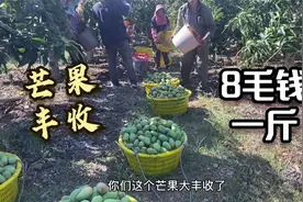 海南芒果大丰收，看工人如何采摘芒果，一斤八九毛真是便宜视频封面