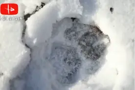 哈尔滨方正县现野生东北虎足迹视频封面