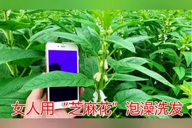 农村“芝麻花”泡水厉害了，乡下女人拿它“泡澡又洗发”，用途多